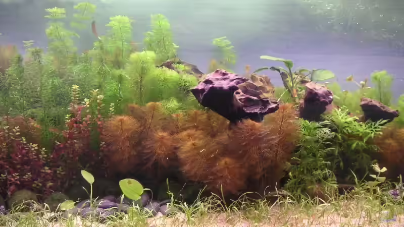 Pflanzen im Aquarium Becken 2523 von Thomas Schlechter (10)