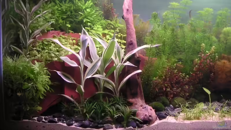 Pflanzen im Aquarium Becken 2523 von Thomas Schlechter (9)