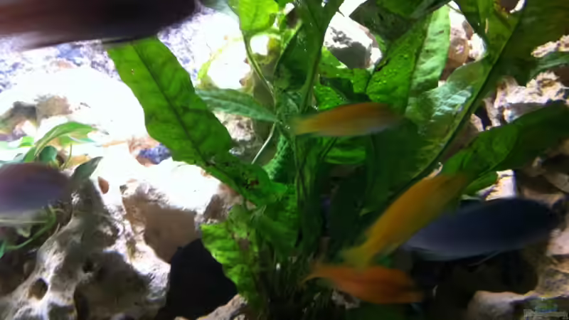 Pflanzen im Aquarium Becken 25240 von neues becken 720 l (7)