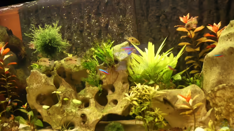 Pflanzen im Aquarium Becken 25271 von Thmsprb (3)