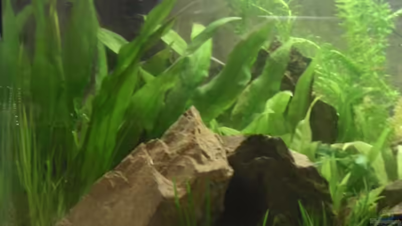 Pflanzen im Aquarium Becken 2531 von Thomas Schlechter (4)