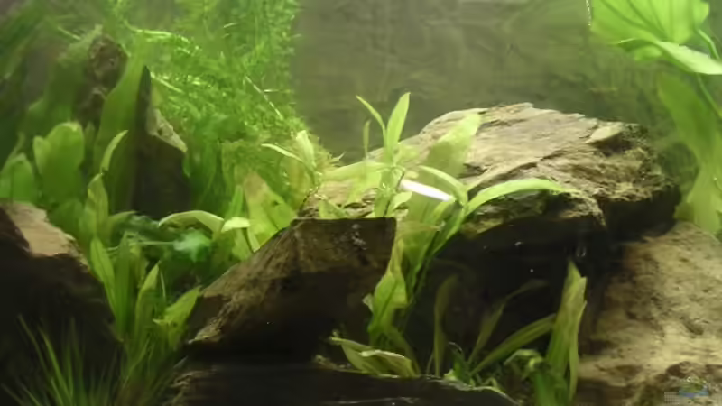 Pflanzen im Aquarium Becken 2531 von Thomas Schlechter (5)