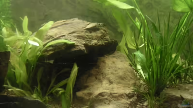 Pflanzen im Aquarium Becken 2531 von Thomas Schlechter (6)