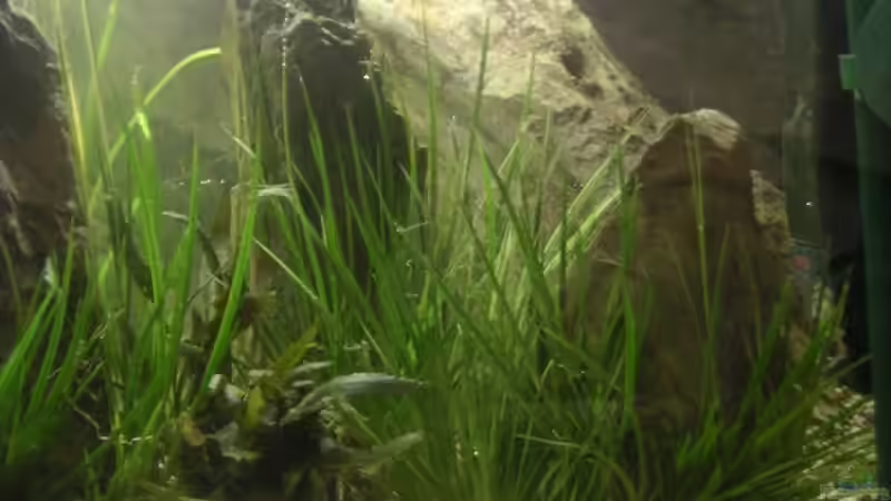 Pflanzen im Aquarium Becken 2531 von Thomas Schlechter (8)