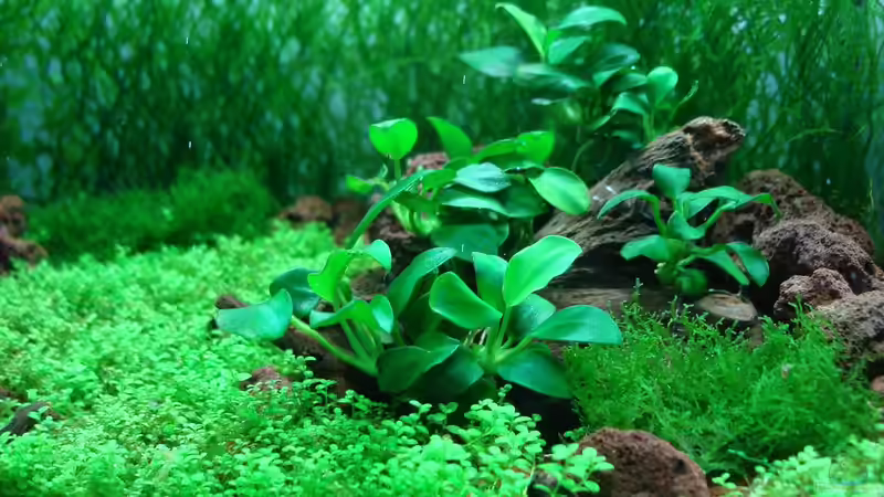 Pflanzen im Aquarium Becken 25322 von cantiga (6)