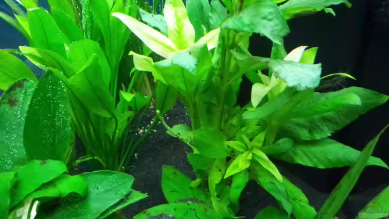Pflanzen im Aquarium Becken 25333 von Käptn Hook (4)