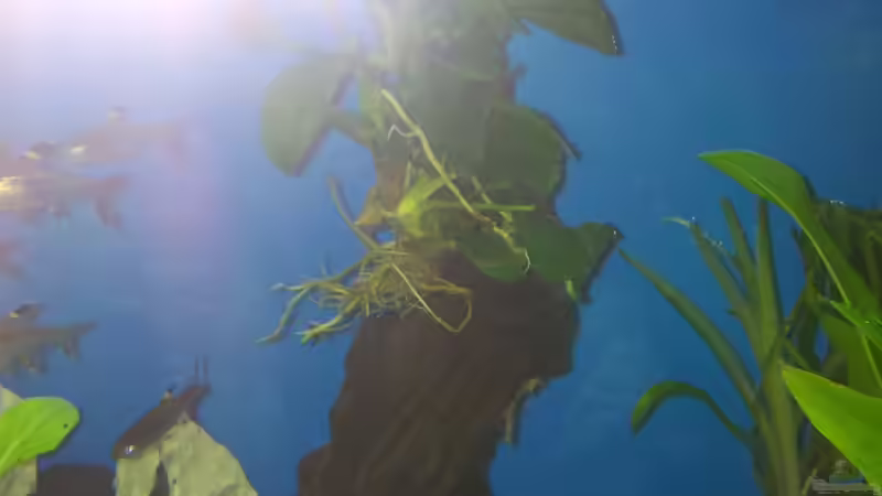 Pflanzen im Aquarium Becken 25333 von Käptn Hook (5)