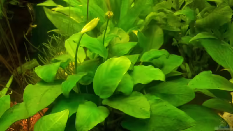 Pflanzen im Aquarium Becken 25333 von Käptn Hook (7)