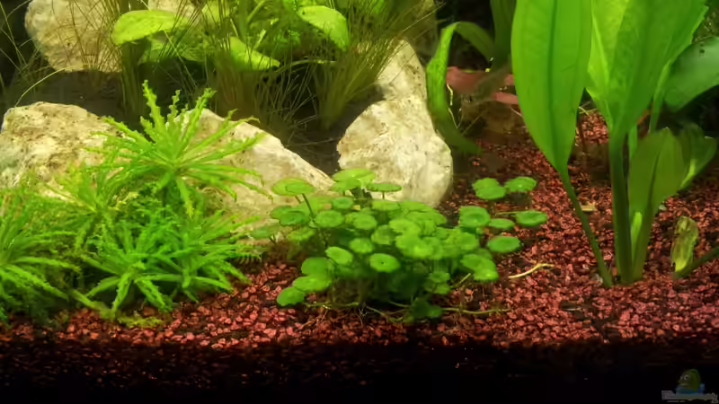 Pflanzen im Aquarium Becken 25333 von Käptn Hook (8)