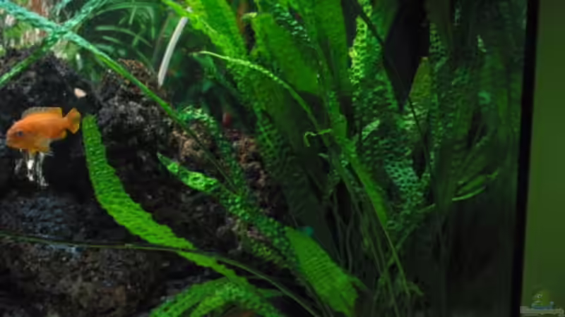 Pflanzen im Aquarium Becken 254 von Daniel Hieber (4)