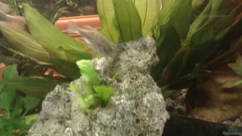 Pflanzen im Aquarium Becken 25426 von Detlef Peter (8)