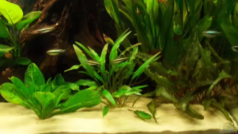 Pflanzen im Aquarium Becken 2544 von Michael Schillerwein (10)