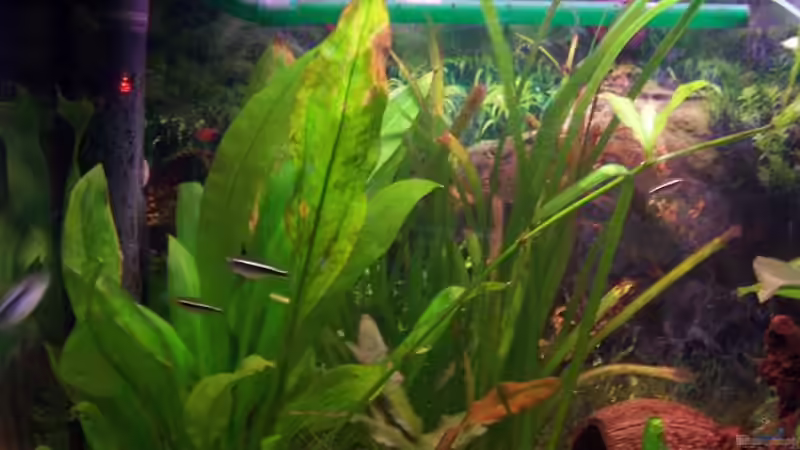 Pflanzen im Aquarium Becken 2544 von Michael Schillerwein (11)