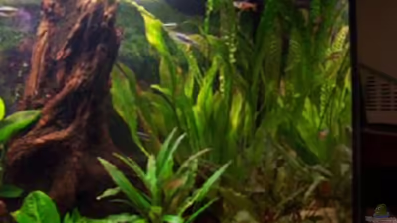 Pflanzen im Aquarium Becken 2544 von Michael Schillerwein (8)