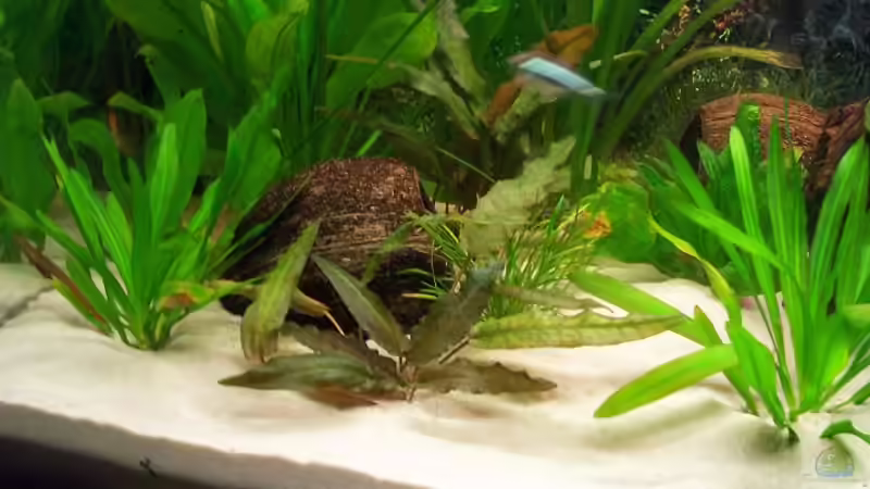 Pflanzen im Aquarium Becken 2544 von Michael Schillerwein (9)