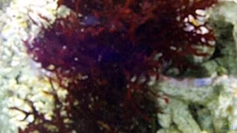 Pflanzen im Aquarium Becken 2550 von Michael Gründl (2)