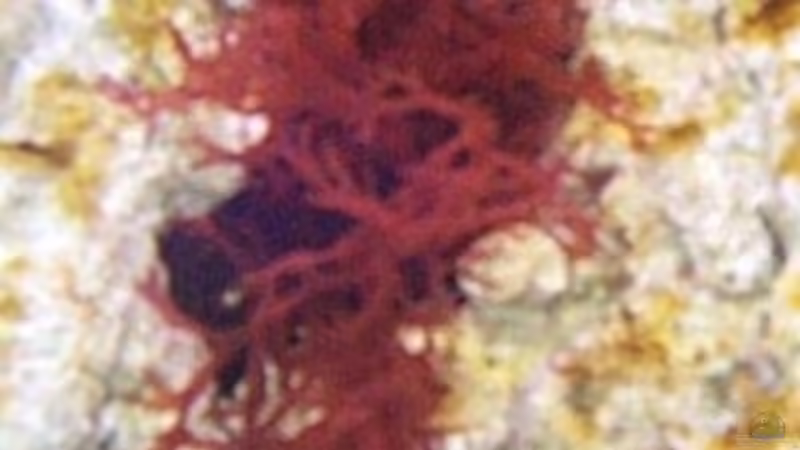 Pflanzen im Aquarium Becken 2550 von Michael Gründl (3)