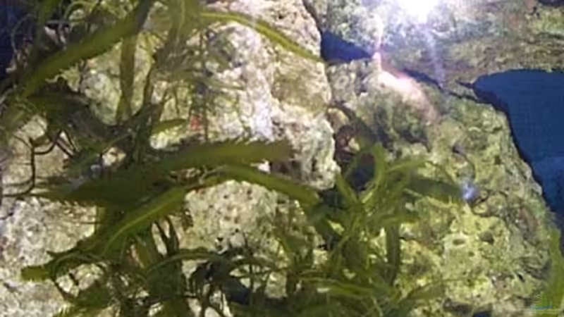 Pflanzen im Aquarium Becken 2550 von Michael Gründl (4)