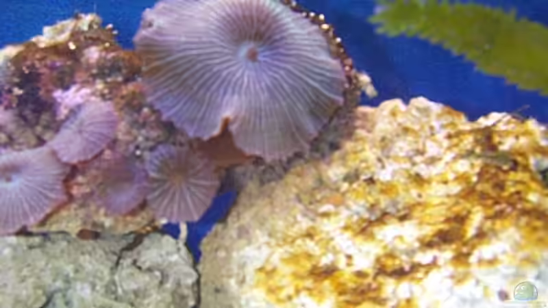 Pflanzen im Aquarium Becken 2550 von Michael Gründl (5)