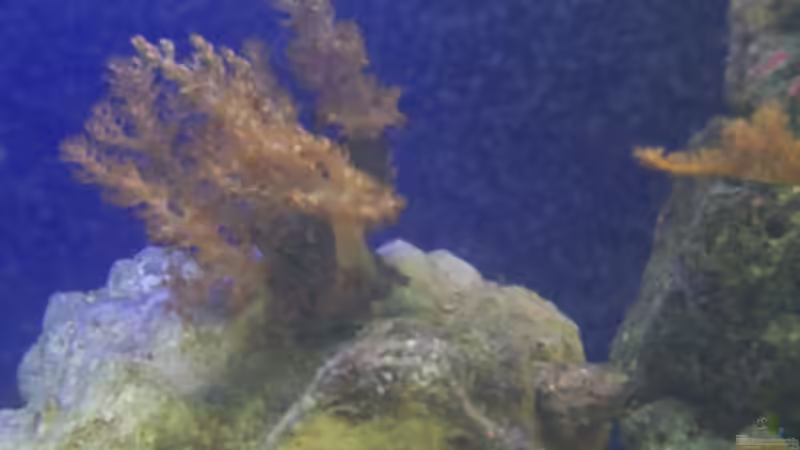 Pflanzen im Aquarium Becken 2550 von Michael Gründl (7)