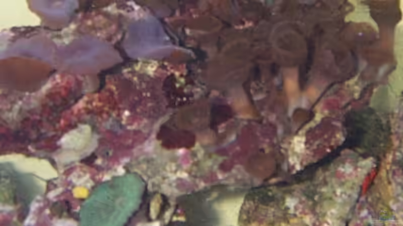 Pflanzen im Aquarium Becken 2550 von Michael Gründl (8)