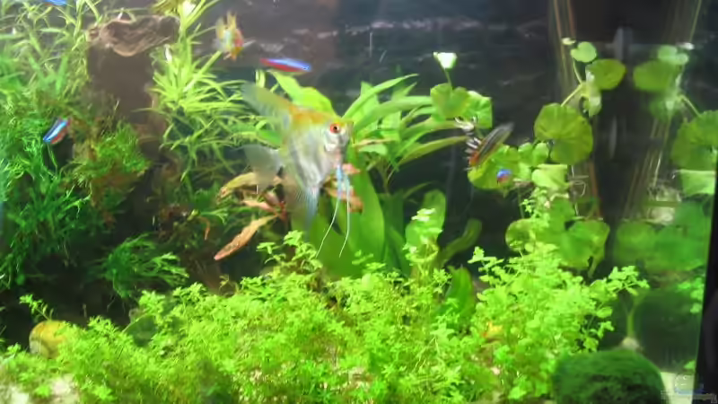 Pflanzen im Aquarium Becken 2551 von Andreas Glänzel (3)