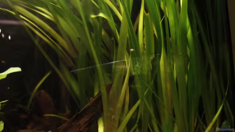 Pflanzen im Aquarium Becken 25512 von isabelle... (4)