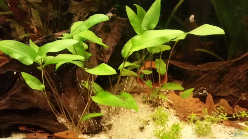 Pflanzen im Aquarium Becken 25512 von isabelle... (5)