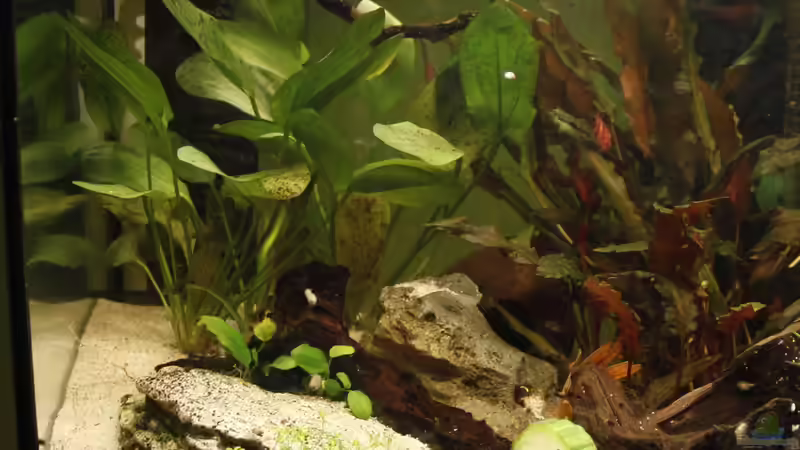 Pflanzen im Aquarium Becken 25512 von isabelle... (6)