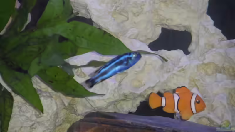 Pflanzen im Aquarium Becken 25630 von Gerhard Zechner (7)