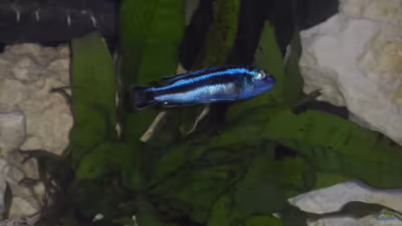 Pflanzen im Aquarium Becken 25630 von Gerhard Zechner (8)