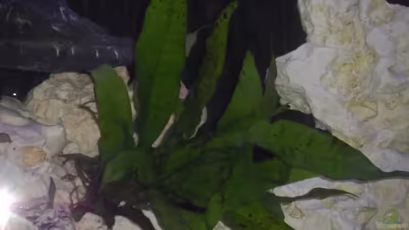 Pflanzen im Aquarium Becken 25630 von Gerhard Zechner (9)