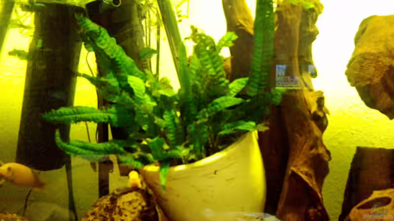 Pflanzen im Aquarium Becken 257 von Monika Panksy (2)