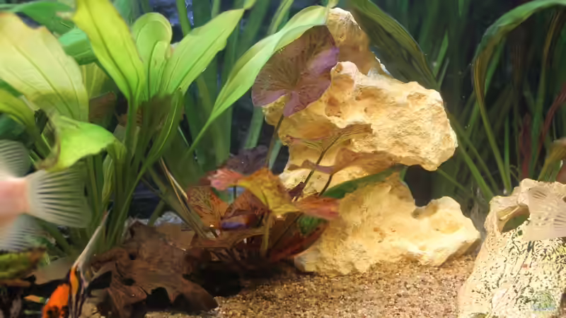 Pflanzen im Aquarium Becken 25890 von DreamTümpel (3)