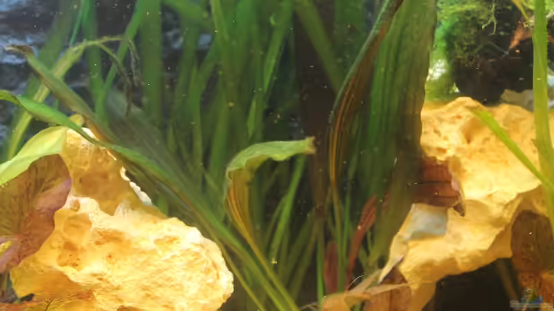 Pflanzen im Aquarium Becken 25890 von DreamTümpel (4)