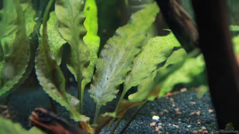 Pflanzen im Aquarium Becken 25928 von tomsabi (5)