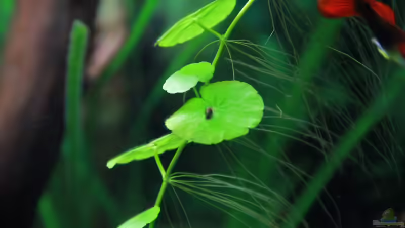 Pflanzen im Aquarium Becken 25928 von tomsabi (6)