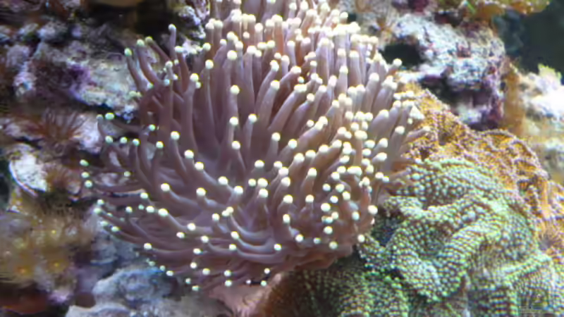 Pflanzen im Aquarium Becken 25974 von Michael Jünger (3)