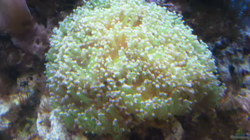 Pflanzen im Aquarium Becken 25974 von Michael Jünger (4)