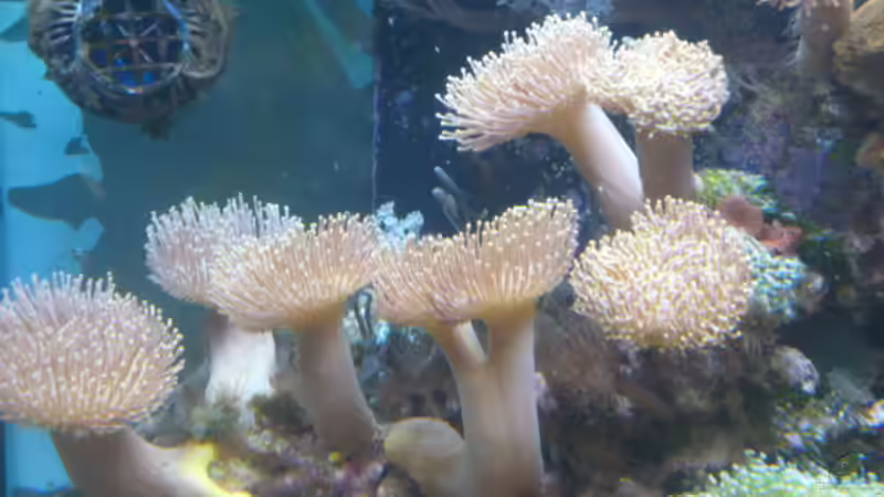 Pflanzen im Aquarium Becken 25974 von Michael Jünger (7)