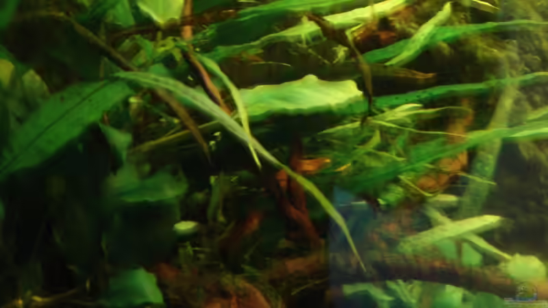 Pflanzen im Aquarium Becken 26009 von Sascha Quell (10)