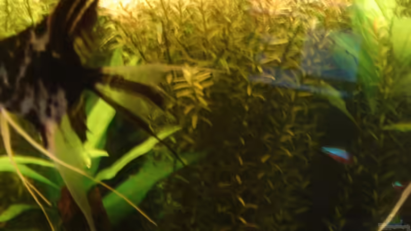 Pflanzen im Aquarium Becken 26009 von Sascha Quell (11)