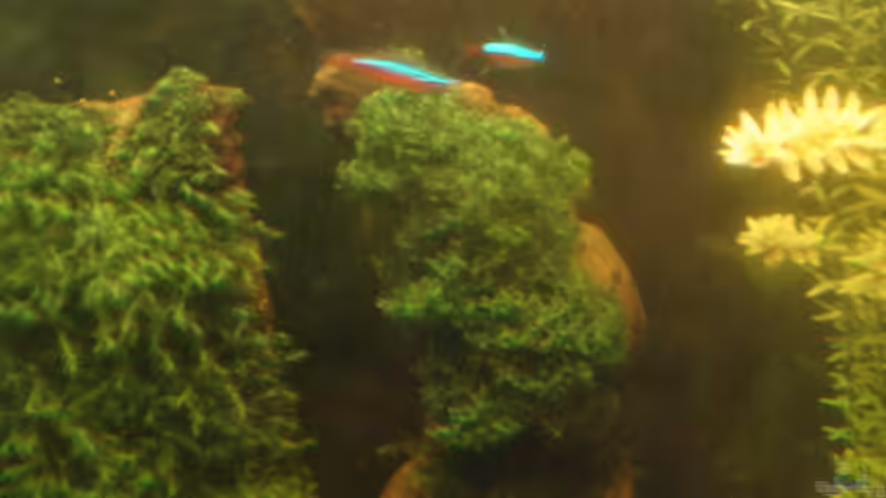 Pflanzen im Aquarium Becken 26009 von Sascha Quell (12)