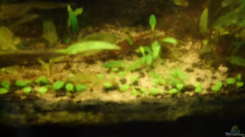 Pflanzen im Aquarium Becken 26009 von Sascha Quell (13)