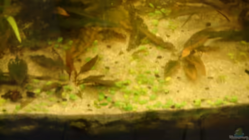 Pflanzen im Aquarium Becken 26009 von Sascha Quell (14)