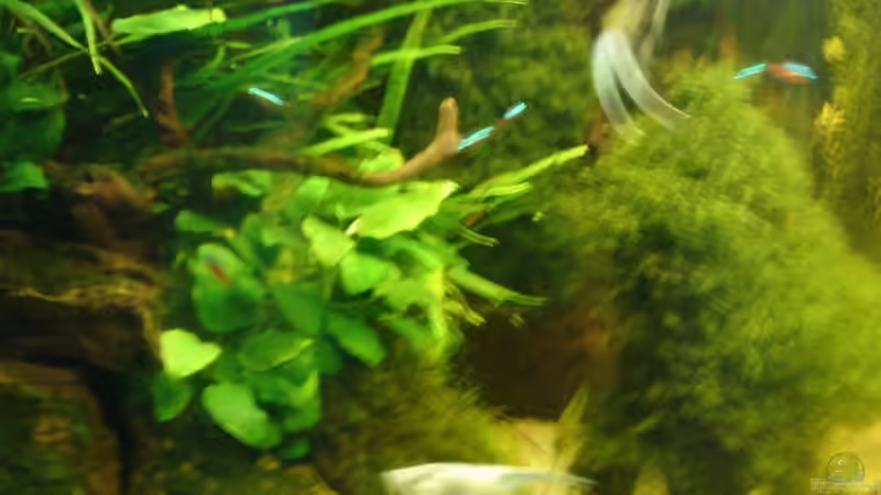 Pflanzen im Aquarium Becken 26009 von Sascha Quell (3)