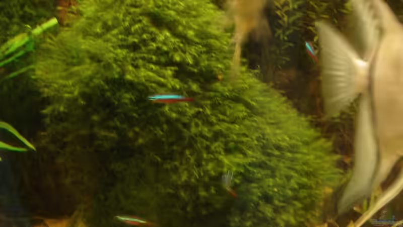 Pflanzen im Aquarium Becken 26009 von Sascha Quell (4)