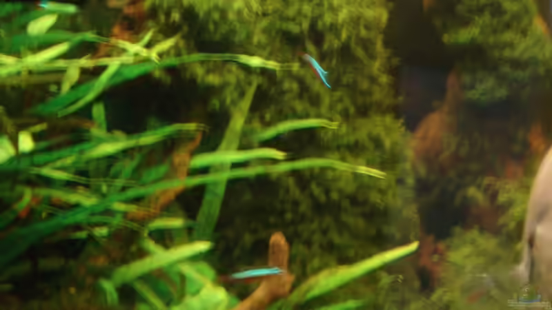 Pflanzen im Aquarium Becken 26009 von Sascha Quell (5)