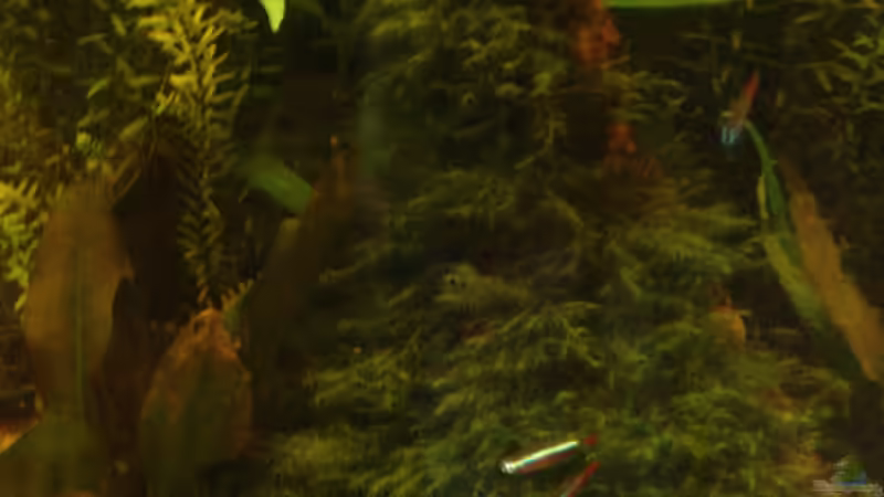 Pflanzen im Aquarium Becken 26009 von Sascha Quell (6)