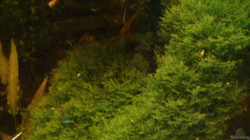 Pflanzen im Aquarium Becken 26009 von Sascha Quell (7)